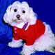 Dog,dog life preservers Dog,pet life preservers Dog,life preservers dogs Dog,floatation Jackets Dog,floatation jackets animals Dog,dog raincoats Dog,dog jumpsuits Dog,raincoats dogs Dog,jackets dogs Dog,coats dogs Dog,dog collars