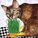 Collectibles,Music Box, Cat Clocks, Cat Sculptures,Cat Figurines