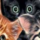 Cat Products,Collars For Cats, Cat Bowls, Leads, Cat Collars, Portable Cat feeders