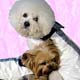 Dog,dog rain coat, Dog,pet life preservers Dog,life preservers dogs Dog,floatation Jackets Dog,floatation jackets animals Dog,dog raincoats Dog,dog jumpsuits Dog,raincoats dogs Dog,jackets dogs Dog,coats dogs Dog,dog collars